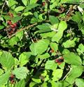 blackberry 